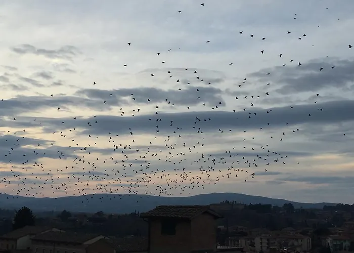 Il Barbero 4* Siena
